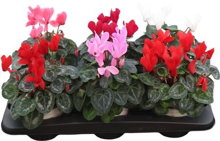 Cycl Per Ss Gemengd Xl