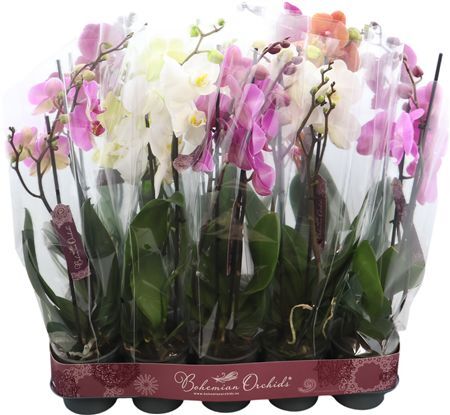 Phal Gem 2 Tak Piko Trayband