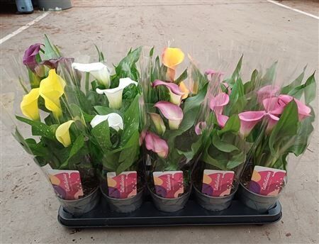 Zantedeschia (calla) Mix