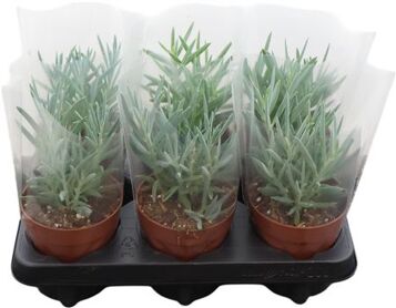 Curio Fic Mount Everest