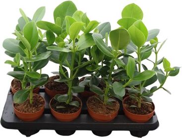 Clusia Rosea Princess