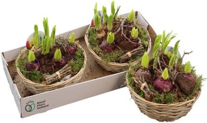 Arr Bol/knolgewas In Mand Xl