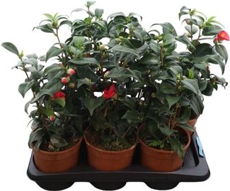 Camellia Jap Dr King 15+