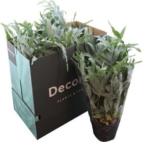 Phlebodium Blue Star Hang Xl