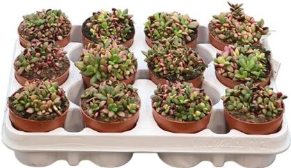 Anacampseros Sunrise