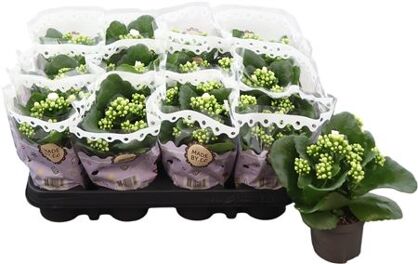 Kalanchoe Blossfeldiana Double Menzel