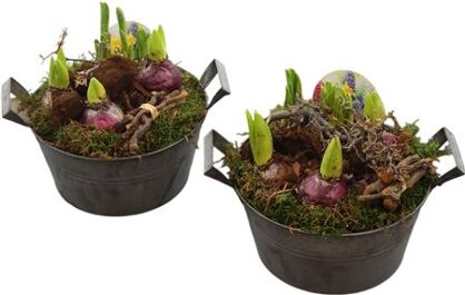 Arr Bol/knolgewas Zink Xl