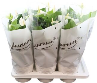 Anthu An White Champion