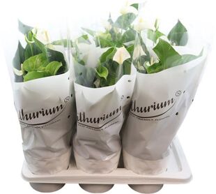 Anthu An White Champion