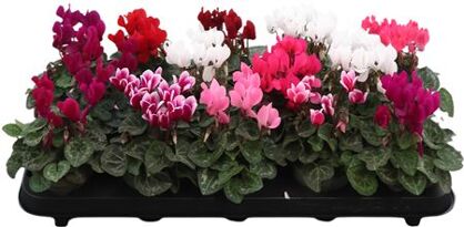 Cycl Per Kl Metis Gemengd