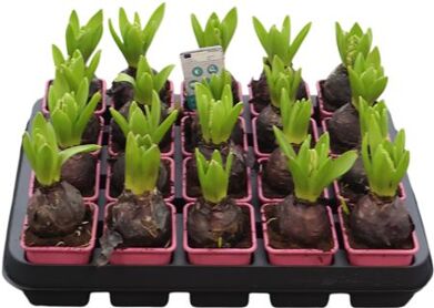 Hya A Pink Pearl 1pp