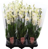 Phalaenopsis Anthura Inverness