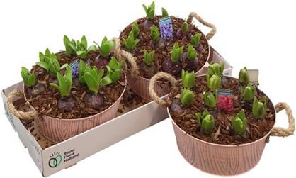 Arr Hyacinth Zink 12 Pp Xl