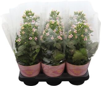 Kalanchoe Femini Pink Potcover