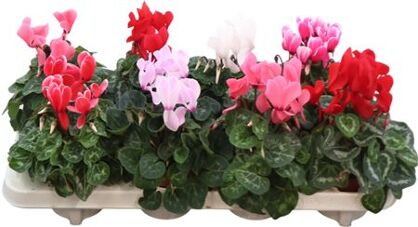 Cycl Per Ss Macro Gemengd