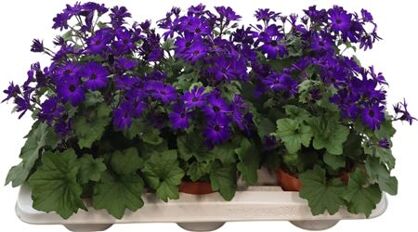 Pericallis Mandala Purple