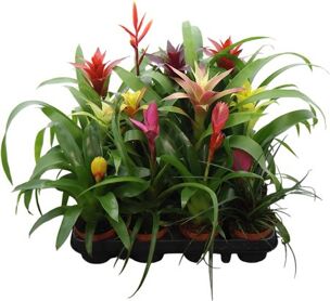 Brom Gemengd Exclusieve