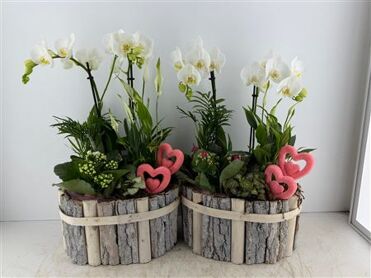 Arr (2) Phal Buekenhout Ovaal Xl Valentine