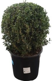 Buxus Semp Bolvorm