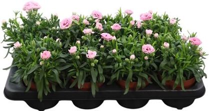 Dianthus Oscar Gemengd