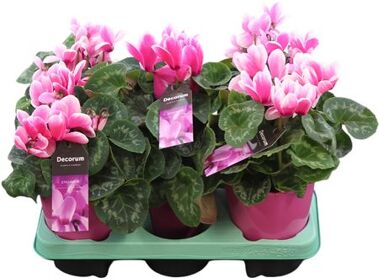 Cycl Per Lovely Moments Keramiek Aimee