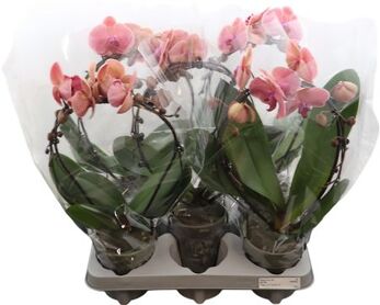 Phal Boog Red Orange 2 Tak