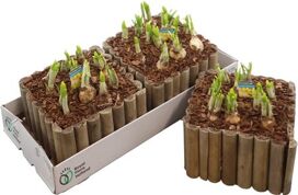 Arr N Tete In Hout Xl