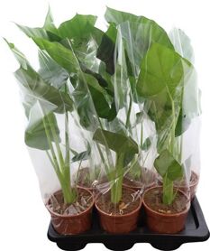 Alocasia Macrorrhizos