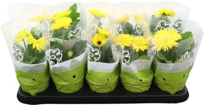 Gerbera Geel 2+