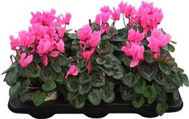 Cycl Per Ss Gr Roze Xl