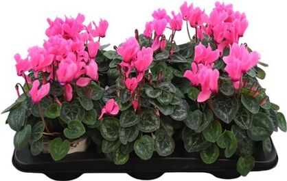 Cycl Per Ss Gr Roze Xl