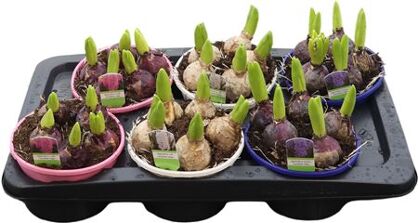 Hya A Gemengd 5pp Tst Schaal