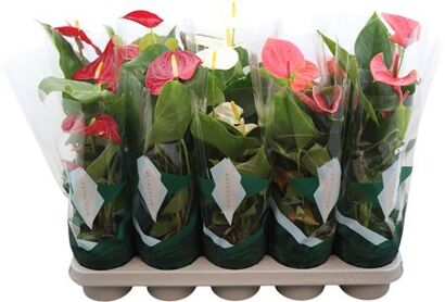 Anthu An Gemengd 4kl