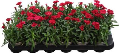 Dianthus Oscar Cherry