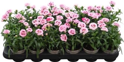 Dianthus Oscar Pink & Purple