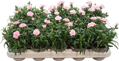 Dianthus Oscar Pink