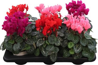 Cycl Per Ss Gemengd Xl