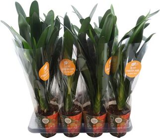 Clivia Miniata Potcover