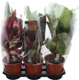 Calathea Gemengd Luxe