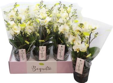 Phal Boquetto Beauty 3-5 Tak