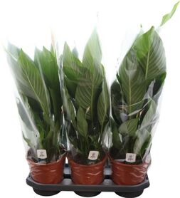 Spath Bingo Cupido 1+