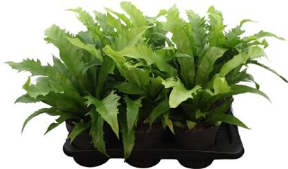 Asplenium Gioia