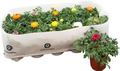 Ranunculus Spr Gemengd