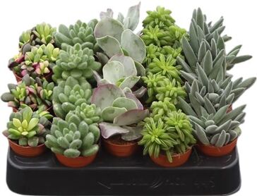 Succ Gemengd Excellent