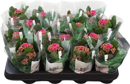 Kalanchoe Double Rosalina Don Victorio
