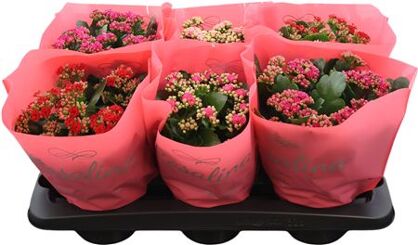 Kalan Gev Gemengd 4kl