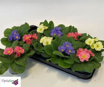 Primula Ac Gemengd Candy