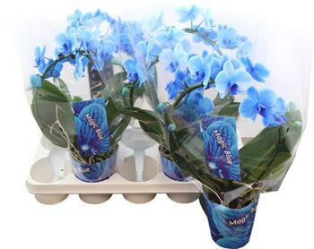 Phal Boog Royal Blue 2 Tak