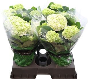 Hydr M Merlin Wit 6-7