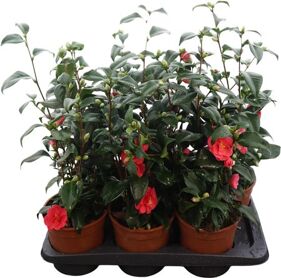 Camellia Jap Dr King 15+